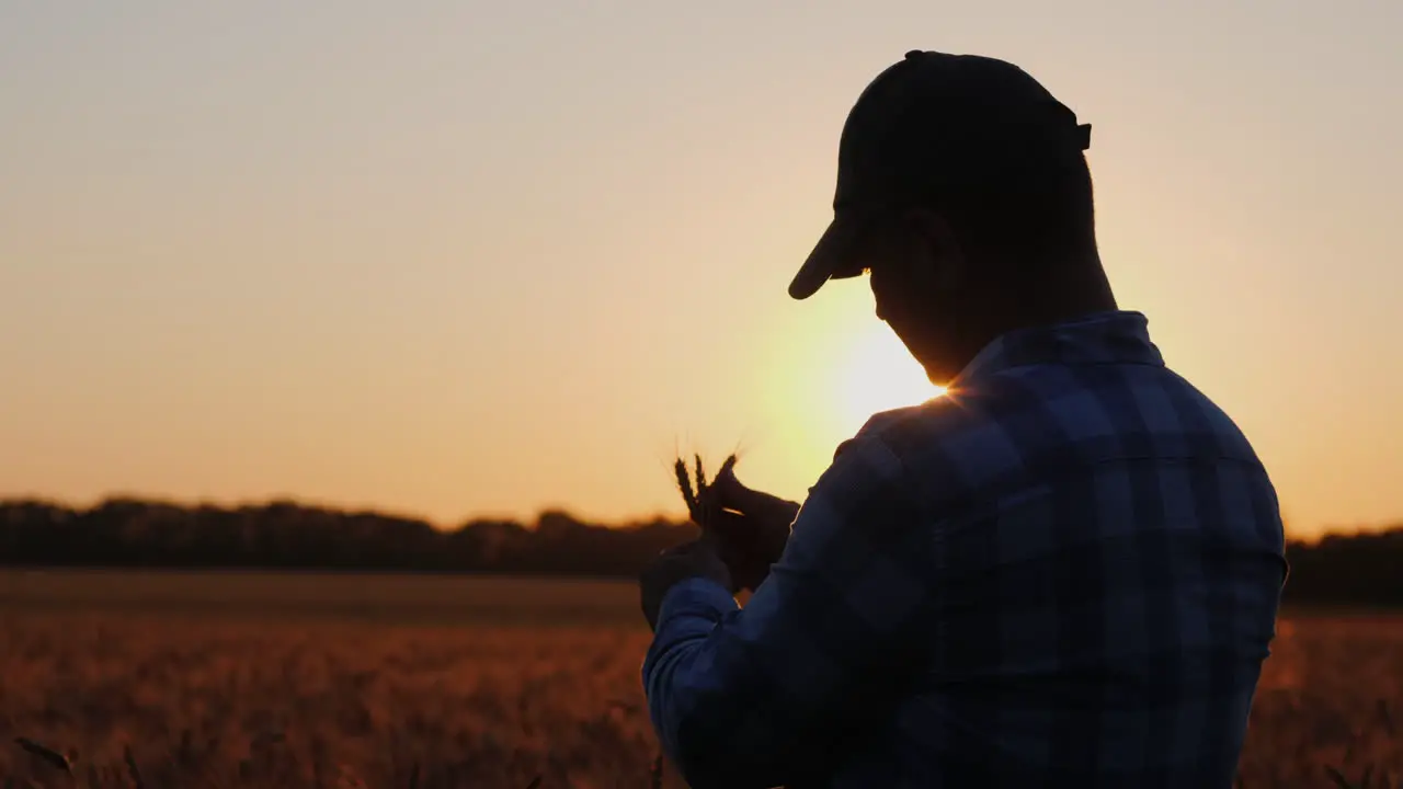 A middle-aged male farmer stands in a field looking at wheat in his hands 1