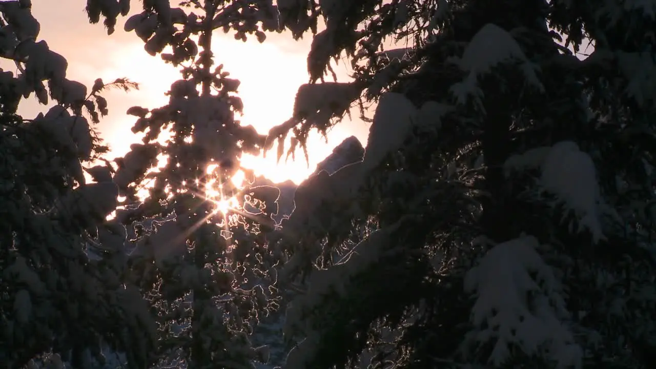 Sun shines through trees and snow in this generic winter scene