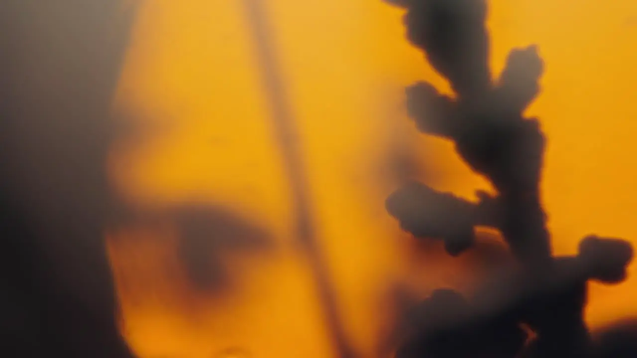 Lavender flower against big sunset sun shallow depth of field macro detail