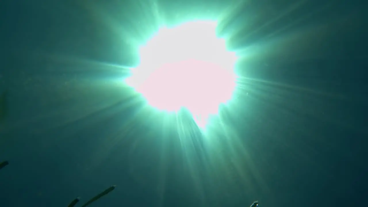 Close up underwater view of numerous fish swimming under surface of clear seawater with sunbeams over sea water surface