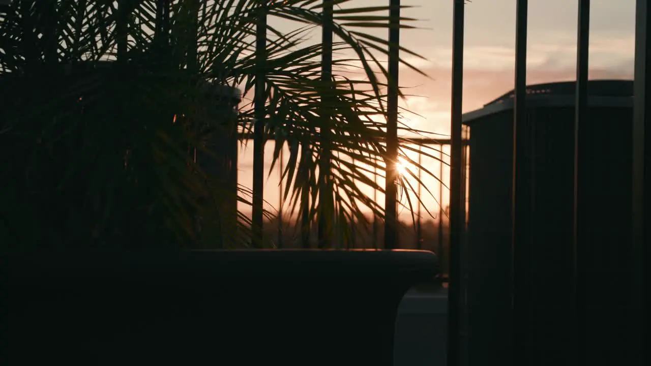 A nice sunset with a plant in the foreground