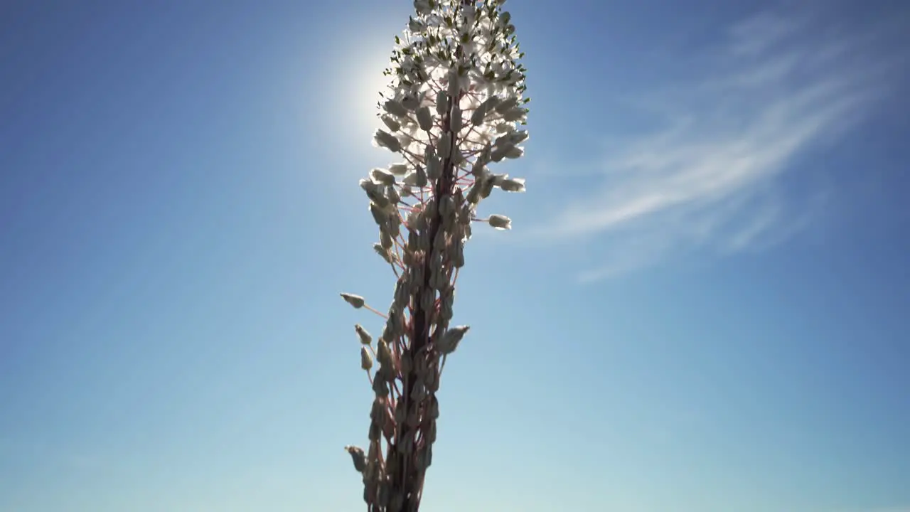 Camera moving down slowly filming a beautiful flower with the sun right behind it 4k