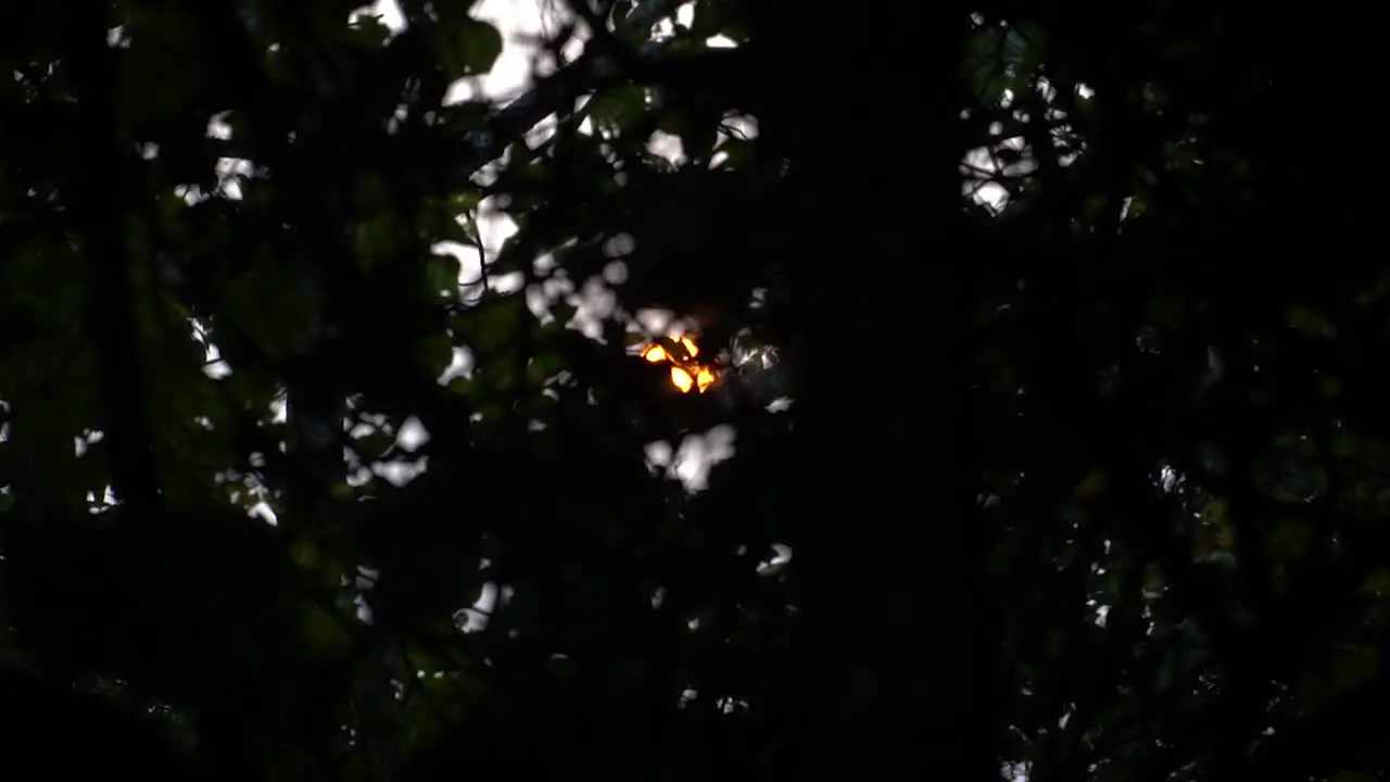 Slow motion shot reveal sun through dense vegetation Sun flares on leaves silhouette