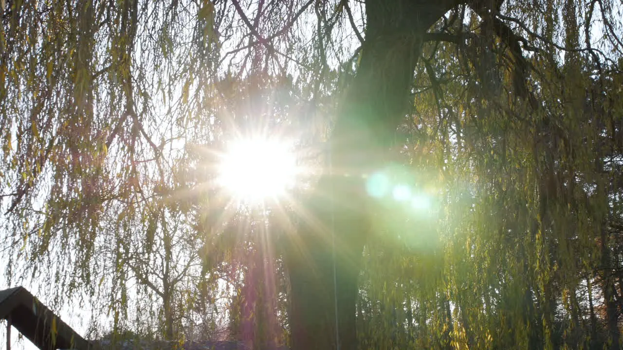 The winter sun shining light through the trees on a cold day