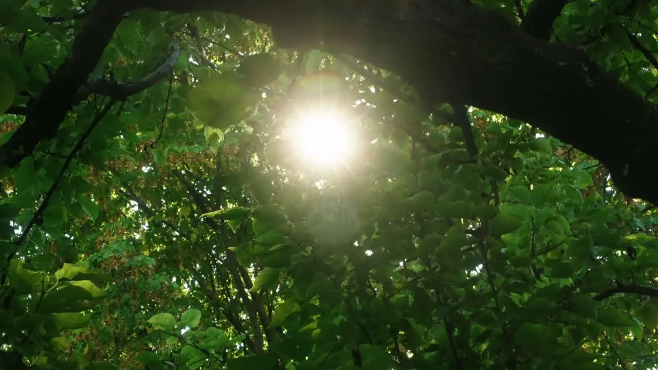 Slow Motion Closeup Sun Shining Through Tree Leaves Fluttering In Summer Breeze