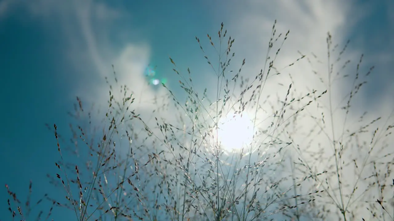 Close-up Panicum virgatum Heavy Metal Switchgrass Swaying Gently Against Bright Sun and Sky