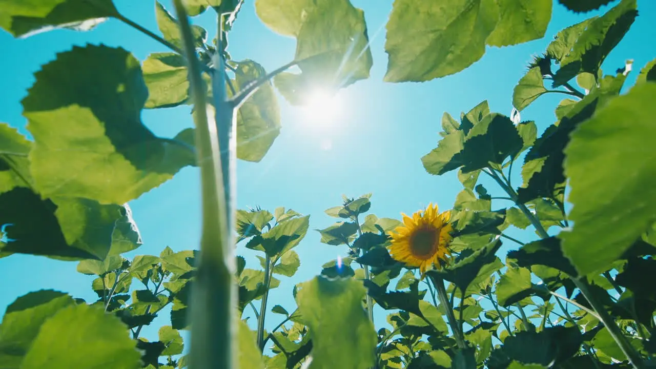 Sunflower against the blue sky