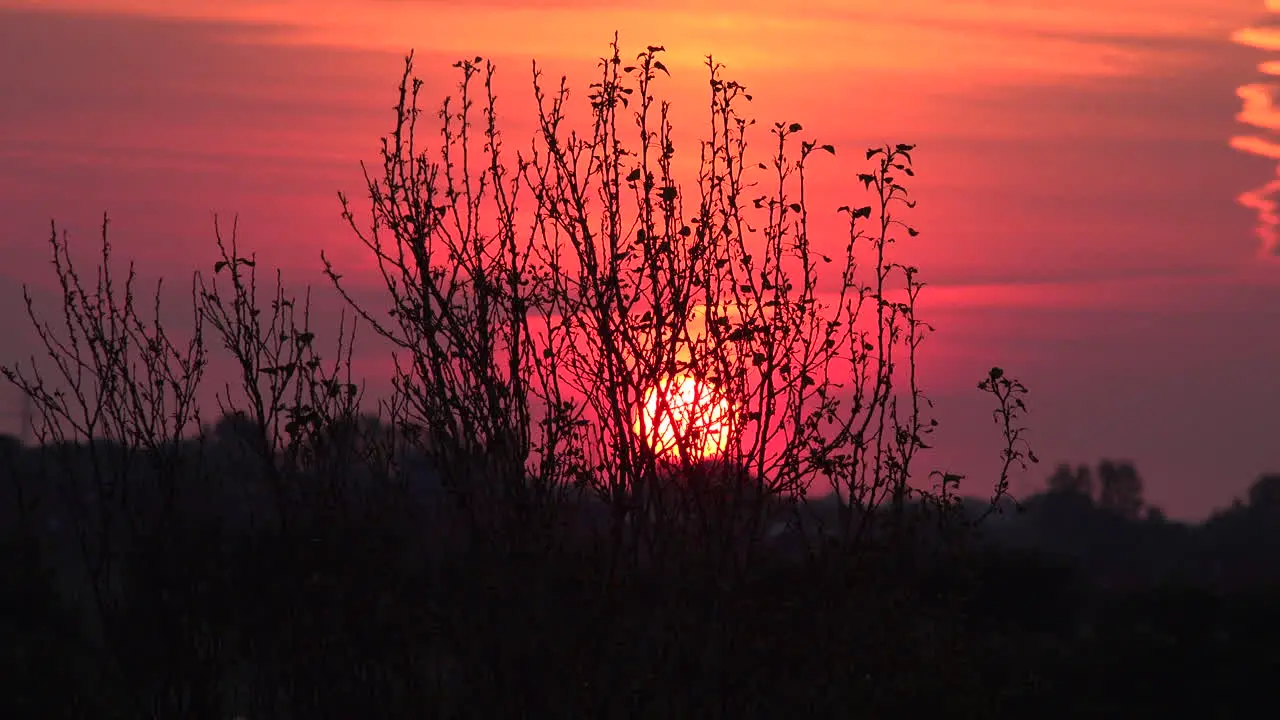 Germany sun up behind branches