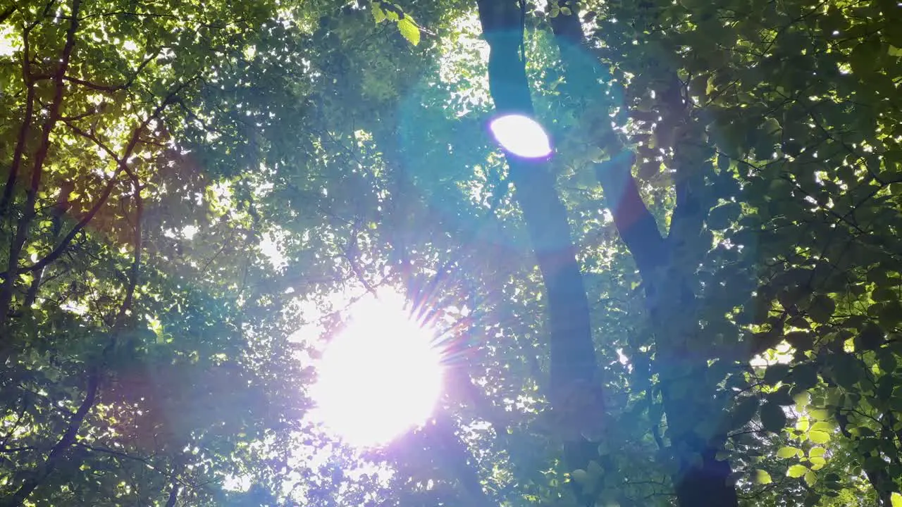 Sun rays pierce through green leaves on trees slow movement in the wind on a sunny day