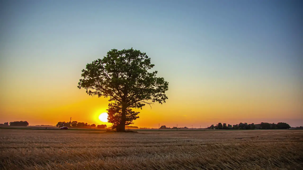 Static shot sunset over a ripe wheat field during evening time in timelapse