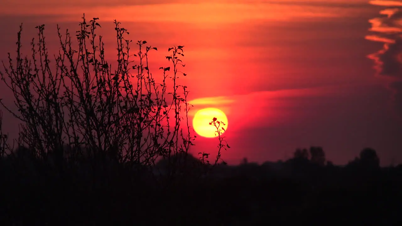 Germany sunrise past tree top with bird song