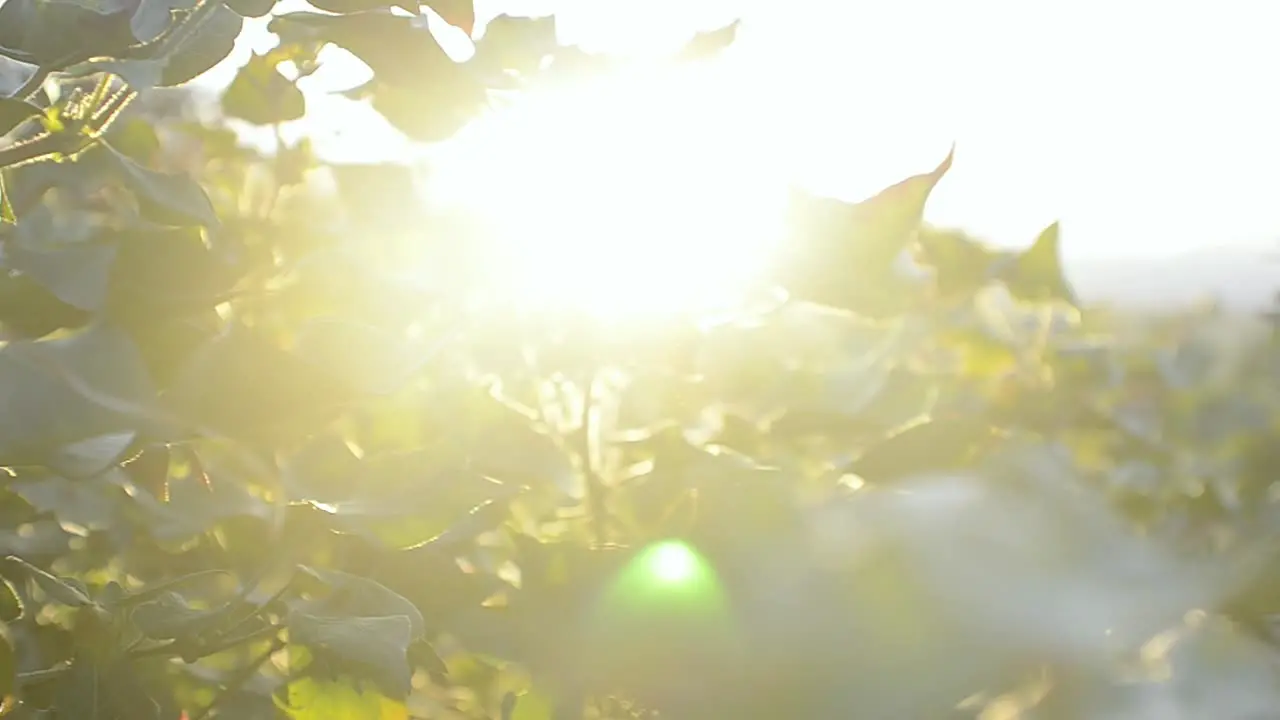 Rising shot showing the sunlight through the leaves and the mountainous backdrop in the distance