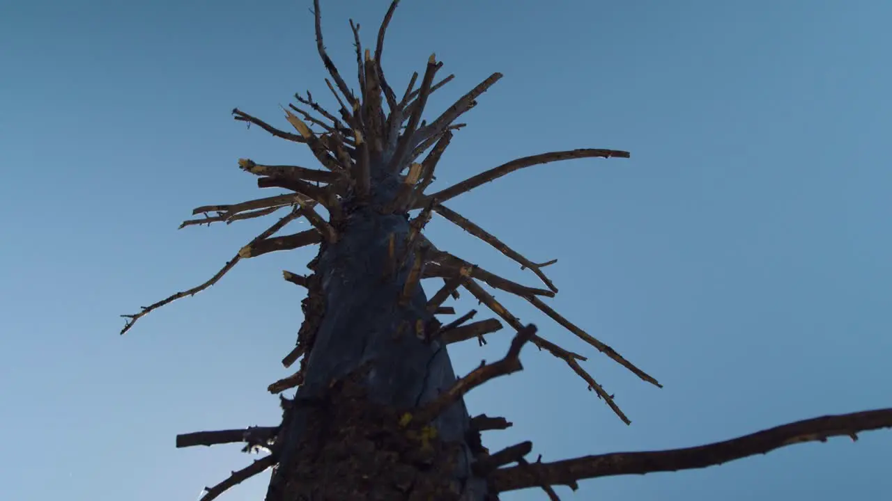 Tree flaring in the sun with blue skies