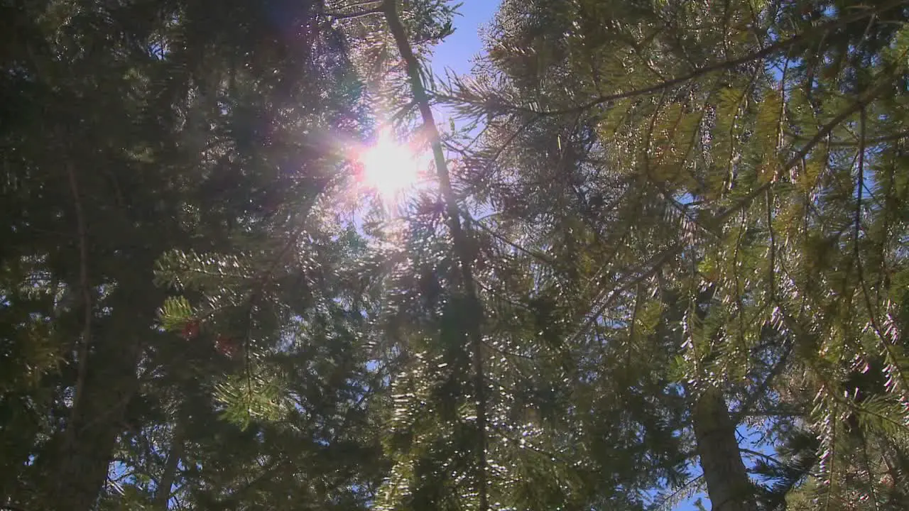 A moving shot reveals the forest canopy and sunlight coming through