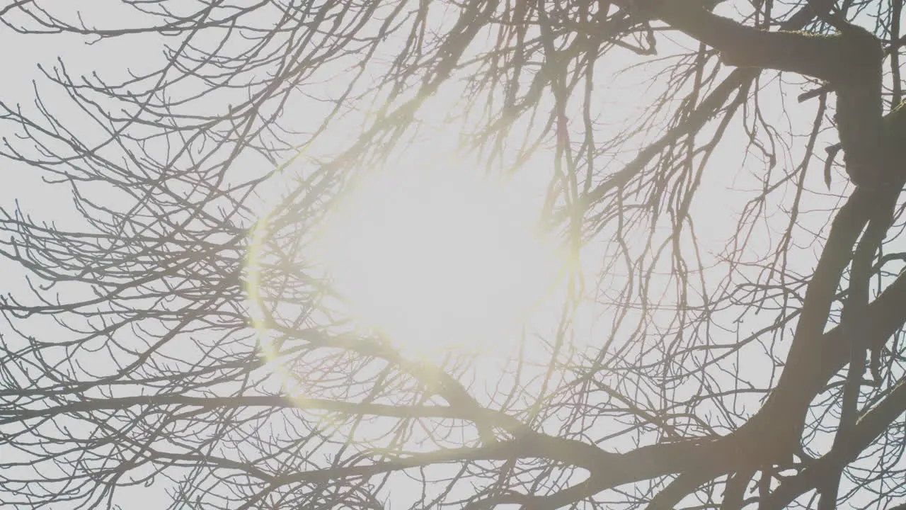 Bright sun shining through leafless tree branches and flaring in camera lens