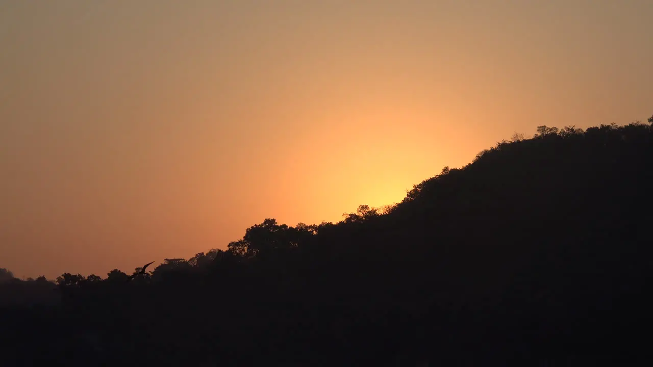 Mexico birds at dawn