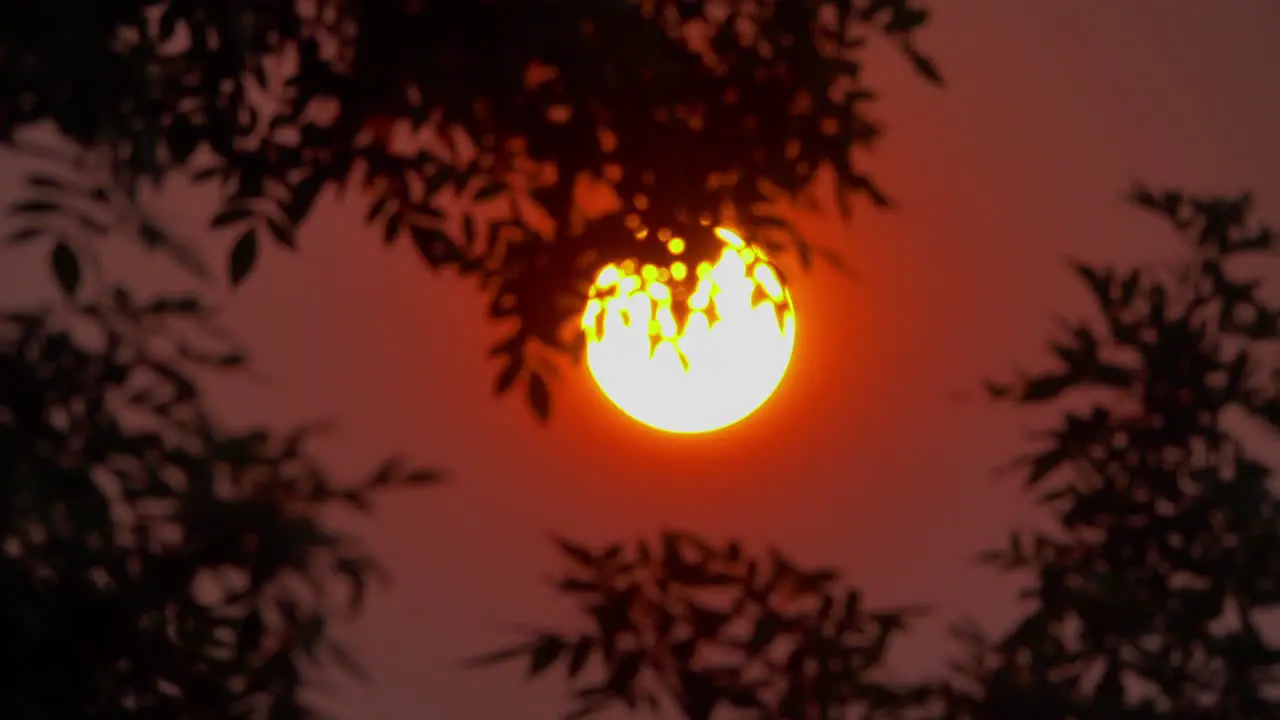 Glowing sun with tree leaves