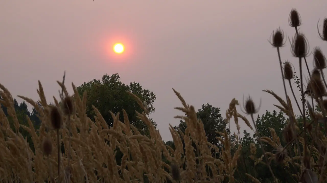 Sun over trees and weeds