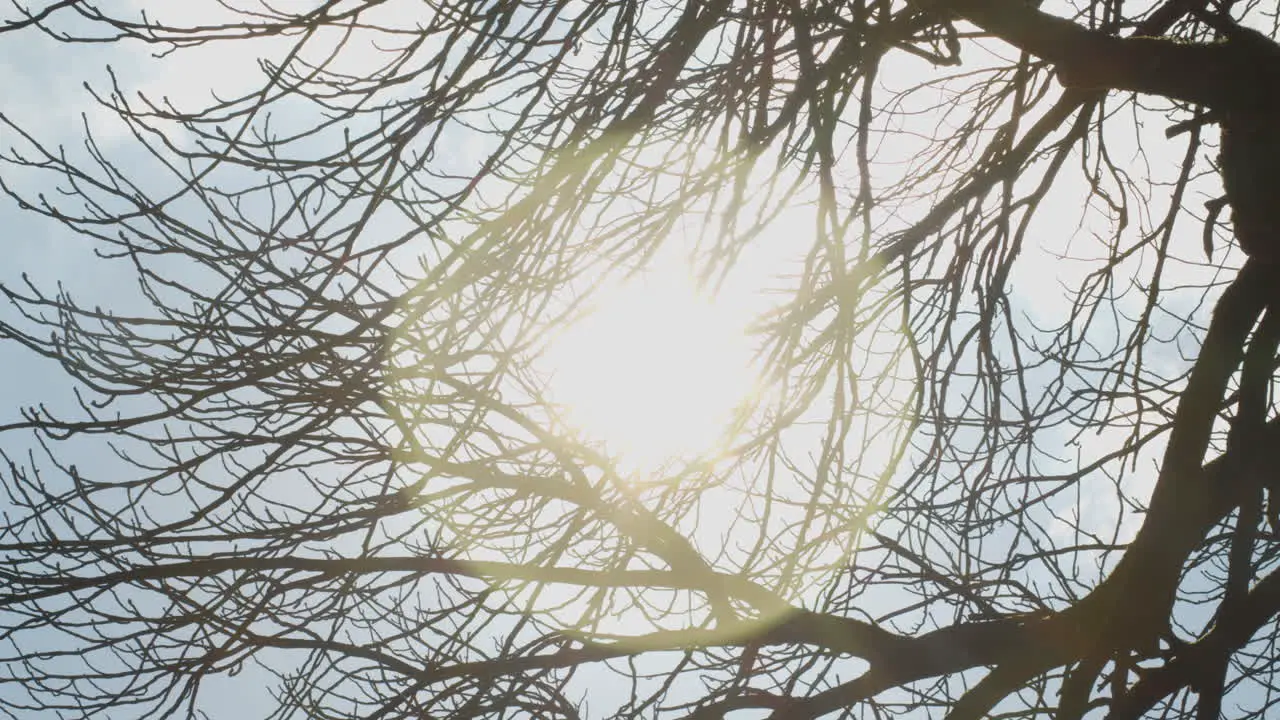 Bright sun against a bright blue sky shining through leafless tree branches and flaring in camera lens