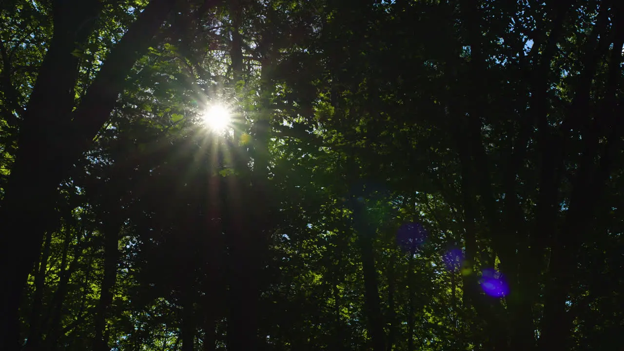 Sunlight shining through leaves in a forest