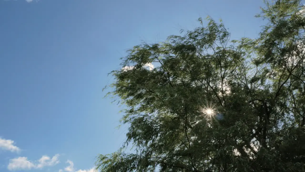 Sun blinking through branches of tree moves by strong wind