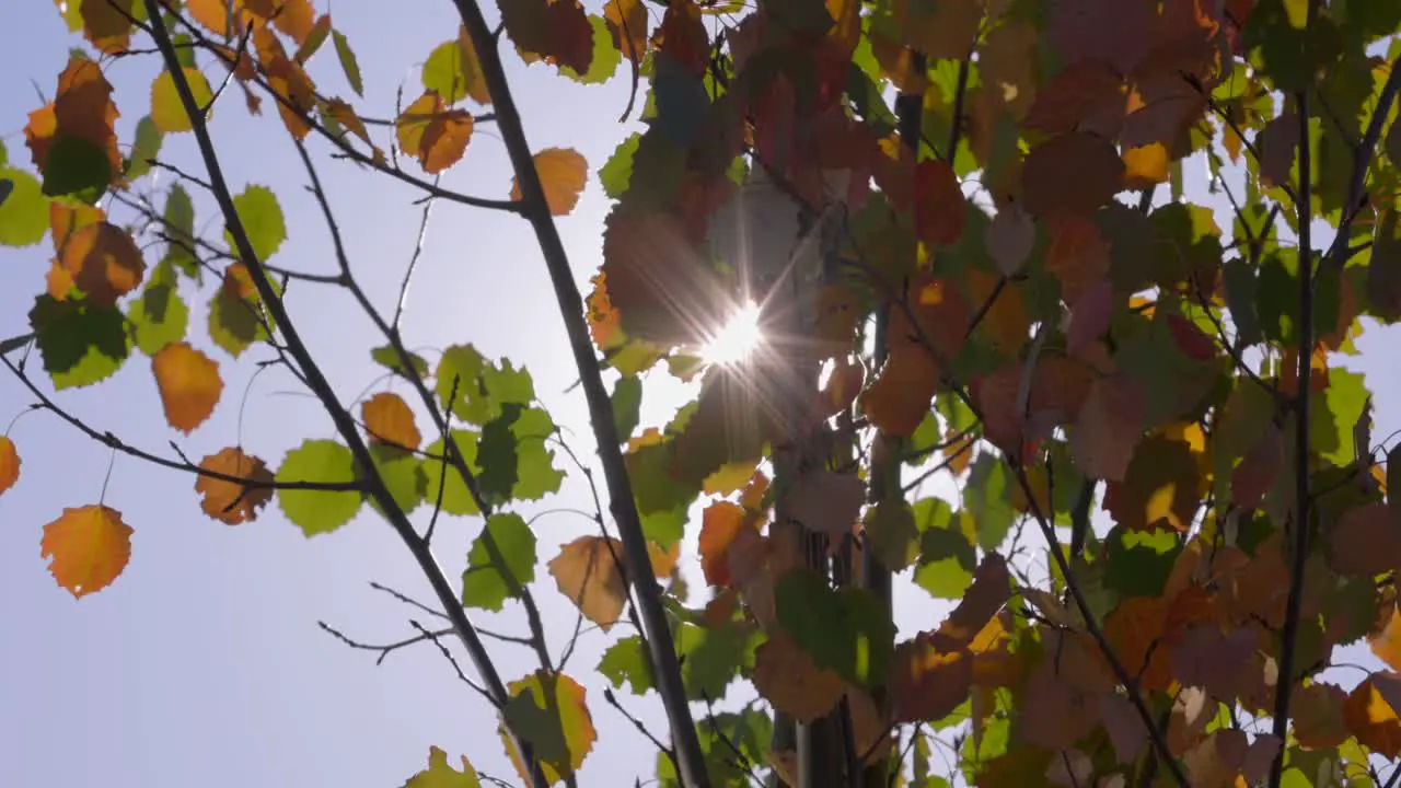 Sun peaking thru the changing leaves in Autumn in slow motion 120fps