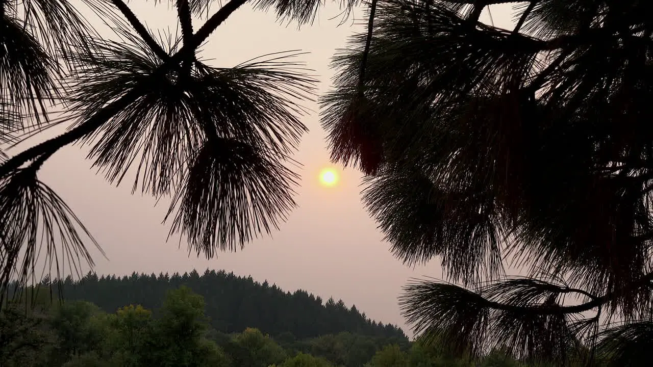 Sun through pine needles zoom in