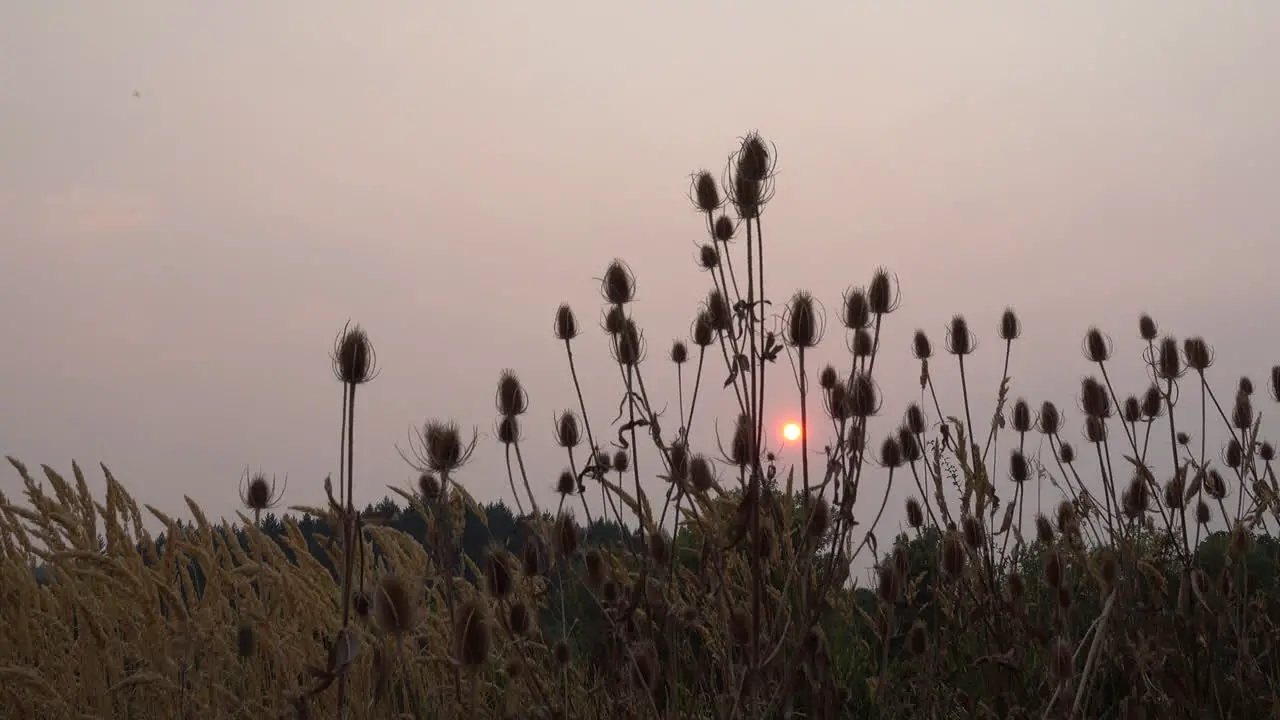 Sun through intesting weeds