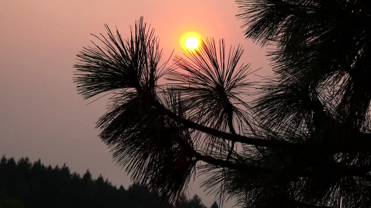 Sun through pine needles