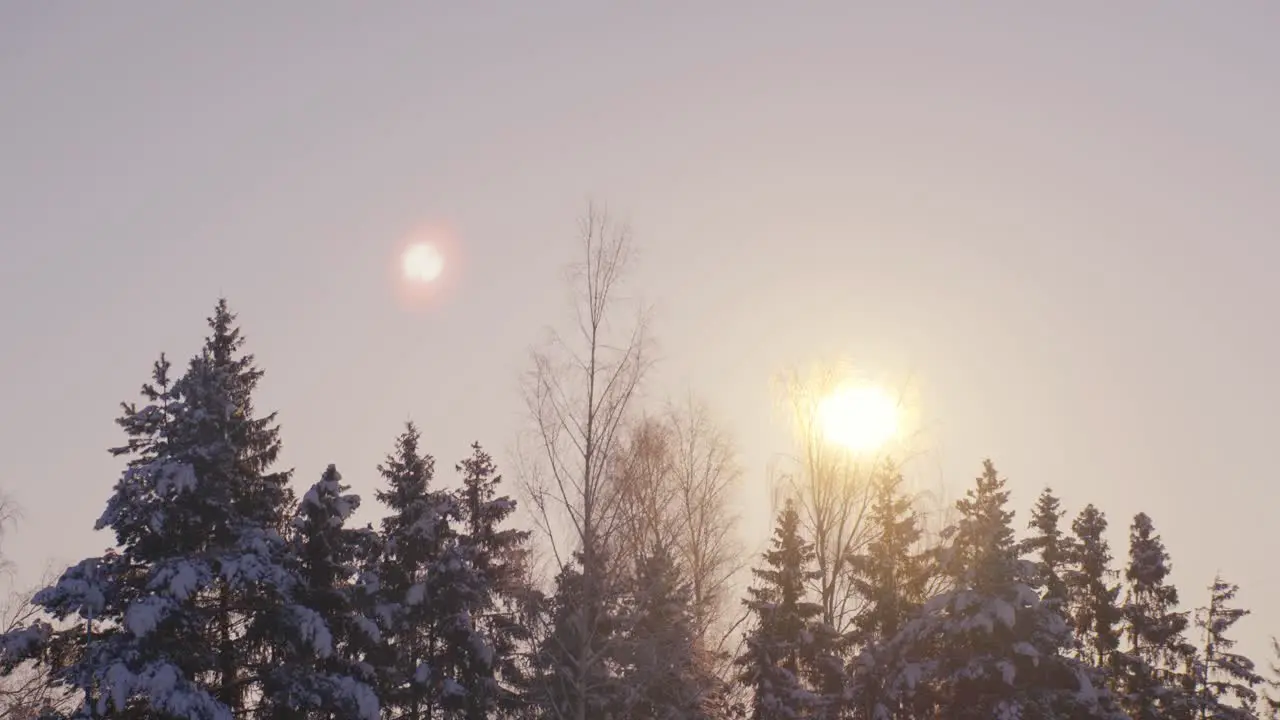 Sunlight Shining Through Trees In Peaceful Forest Riga Latvia