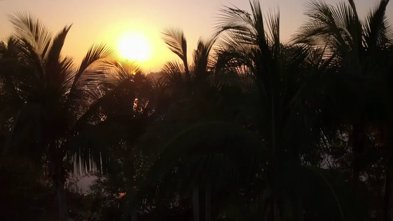 Aerial fly over palm trees to reveal boat filled harbor and sunrise