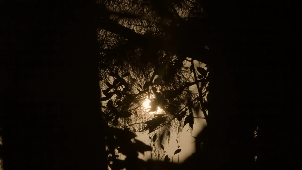 golden yellow sun in between cypress tree silhouettes