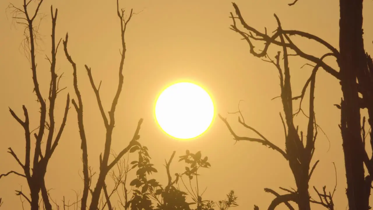 sunset with tree silhouttes landscape