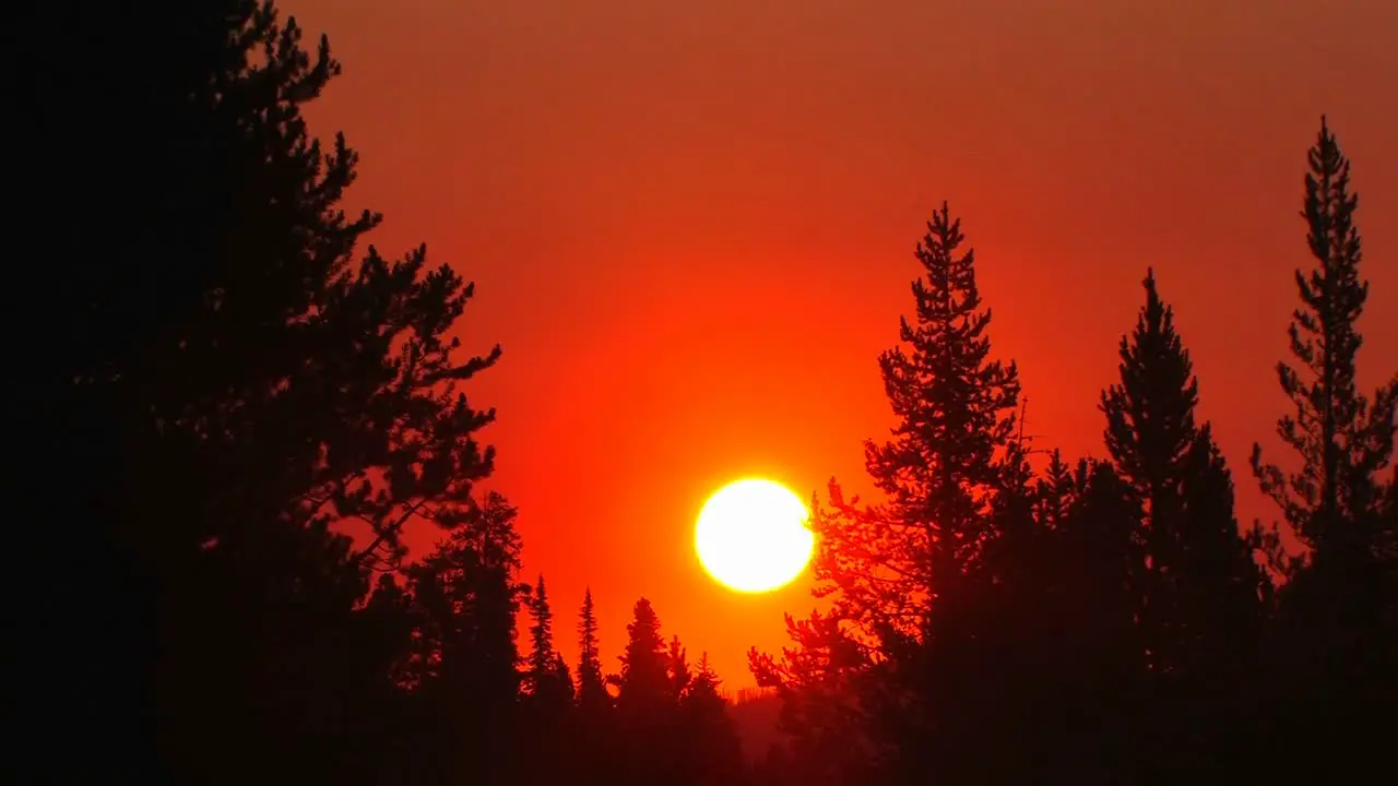 Sunset behind a pine forest