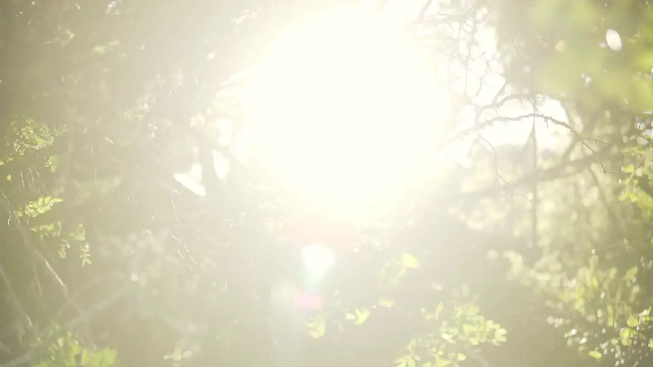 Tilting shot of small branches with leaves with the sun peaking through