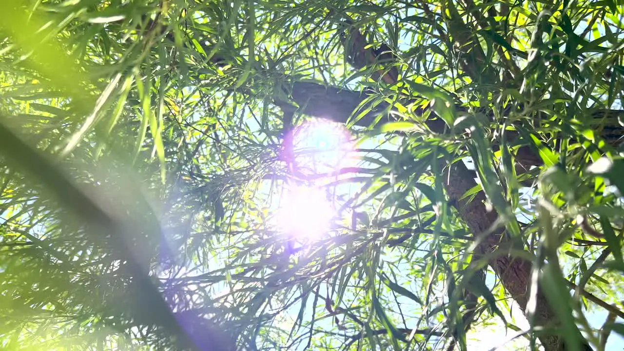 Beautiful Green Leaves Of A Tree With Sunlight Piercing Through