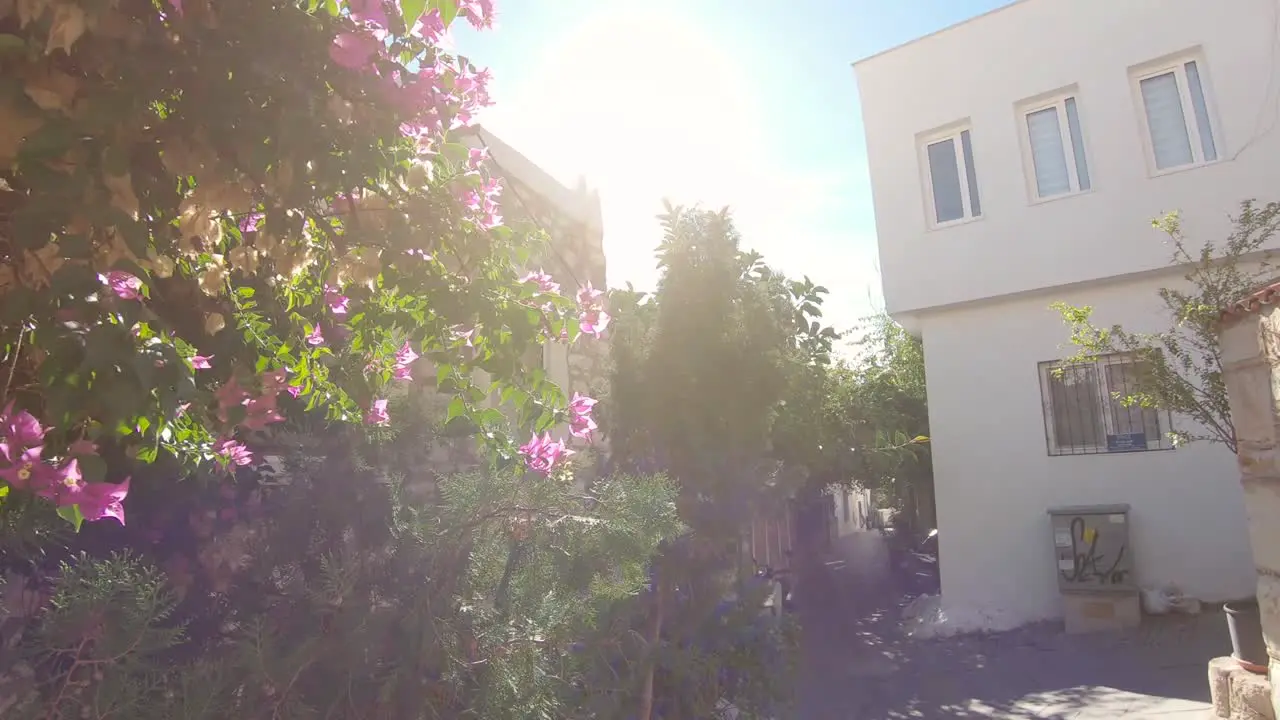 Orbiting shot sun shinning through a dense Bougainvillea glabra bush in Bodrum Turkey