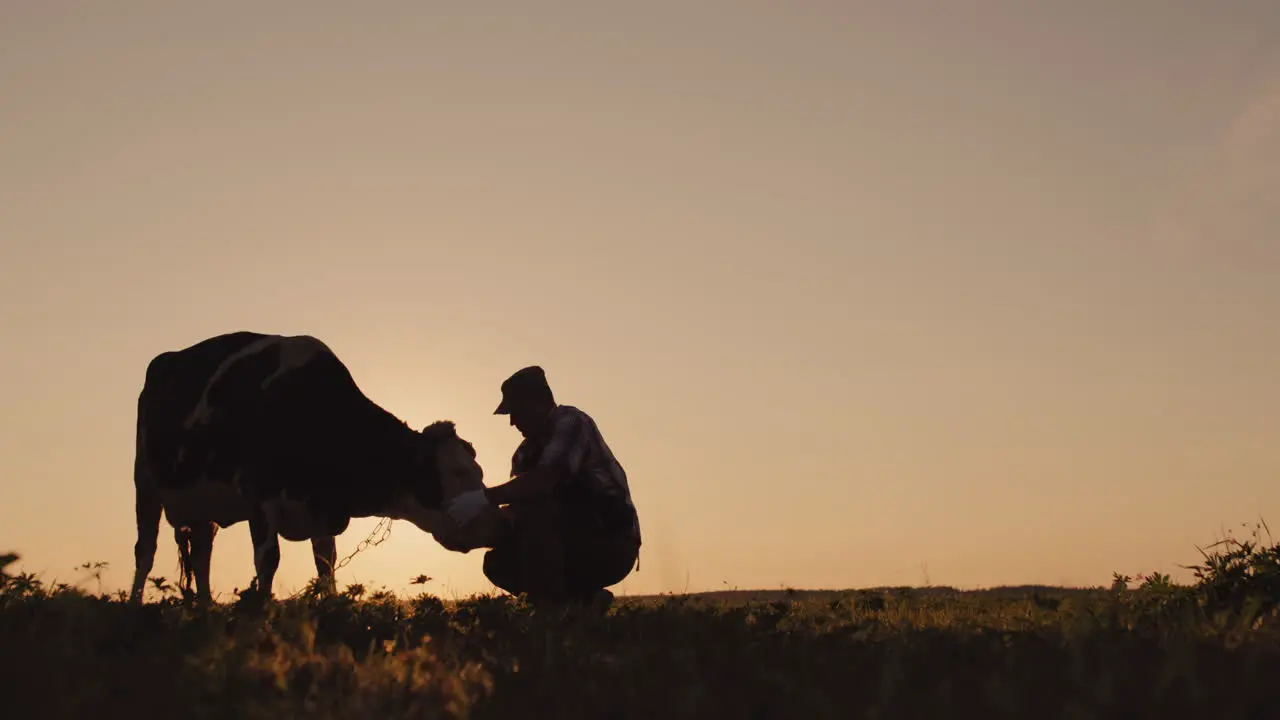 The silhouette of a farmer near a cow