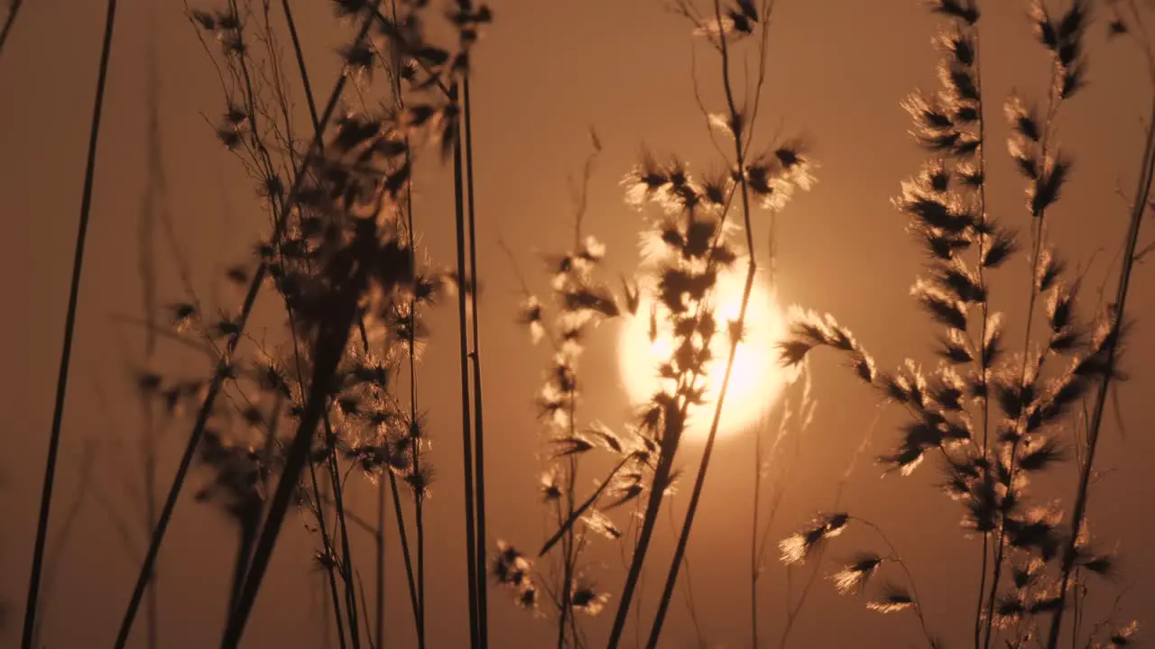 Slow motion of close up sunset behind grass field in idyllic countryside