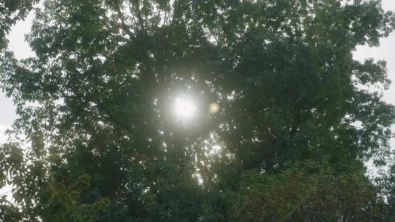 Bright Sunlight Peeking Through Lush Tree Leaves During Summer In Miyagi Japan