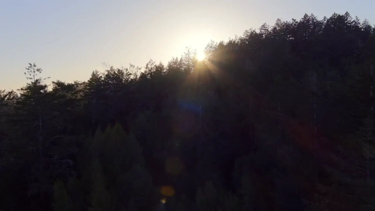 Forest Tree Silhouettes Backlit Sunset Sunlight During Summer In California USA