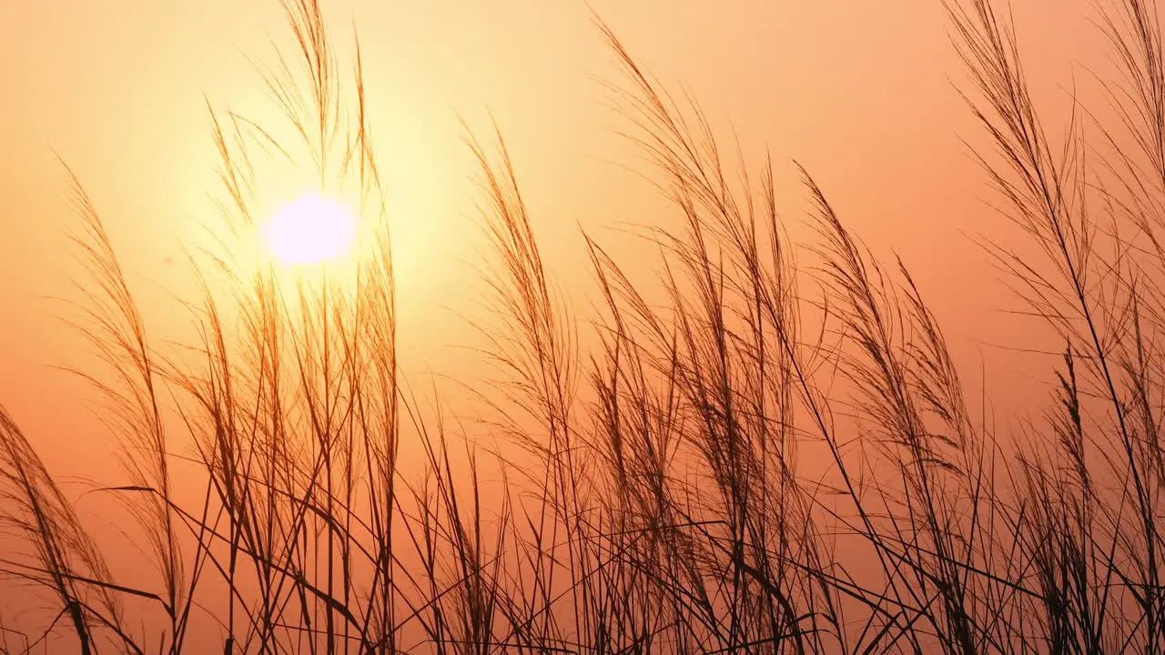 Close up golden sunset behind grass field in idyllic countryside slow motion