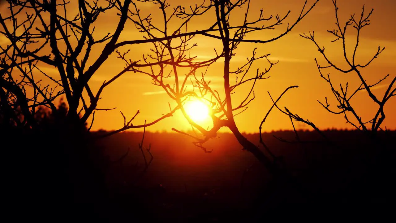 Golden Orange Sunset Shining Through Branches Of Bare Tree Branches