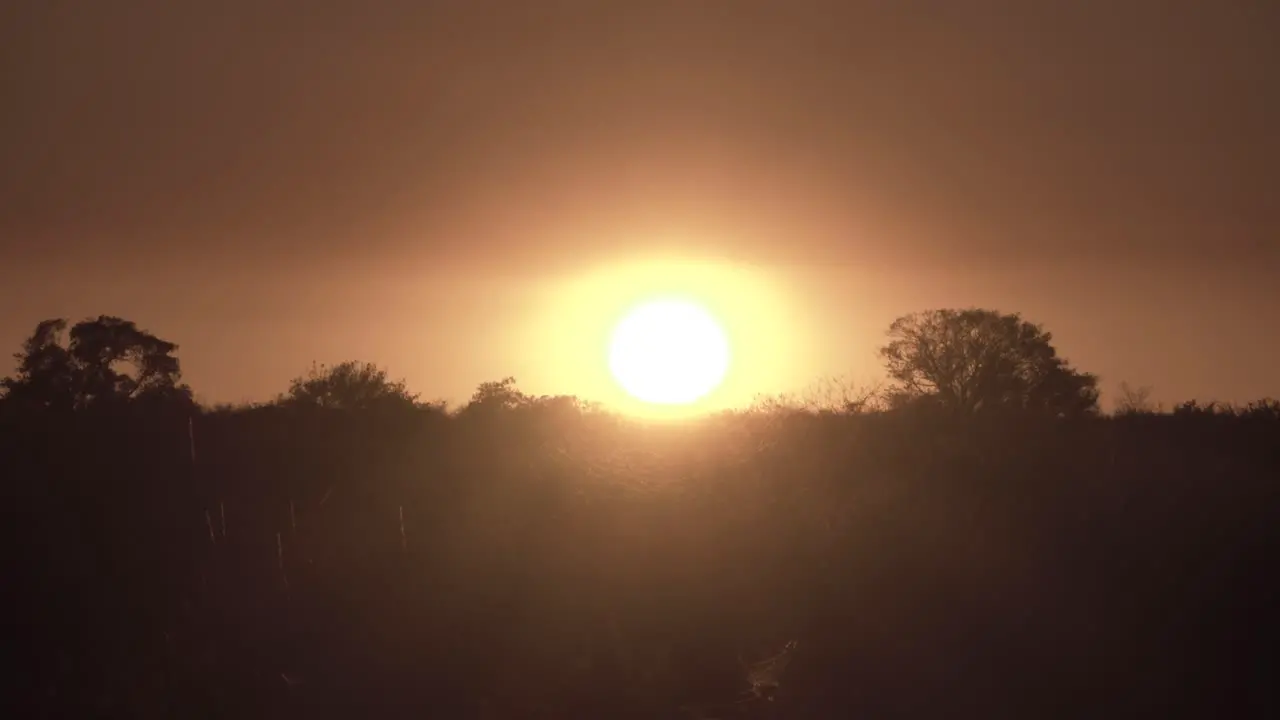 orange everglades sunset with foliage silhouette