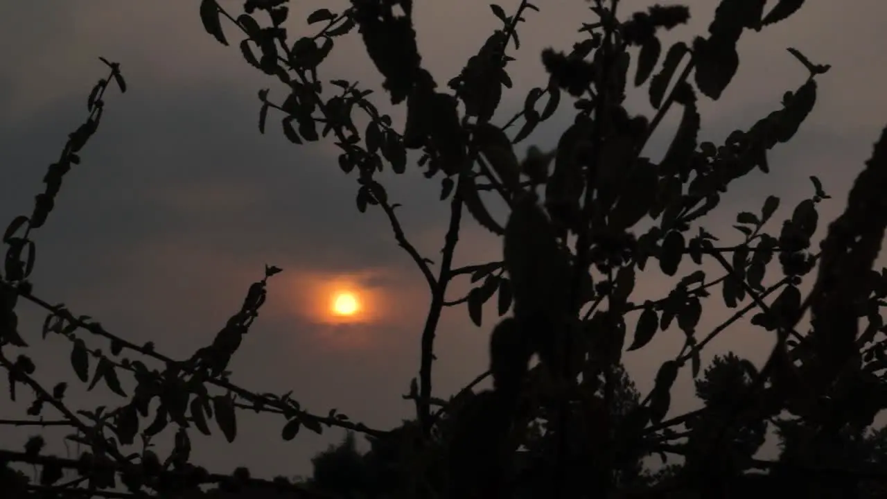 sunset with grass foreground blown by the wind