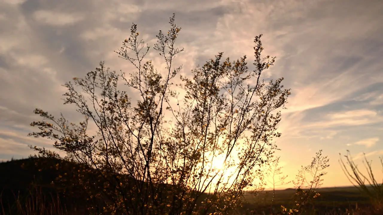 Silhouette of desert plants moving in wind at sunset