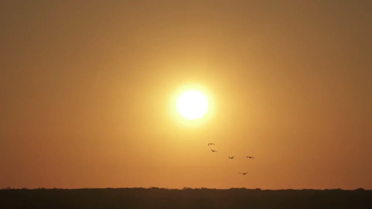 golden sunset with flock of bird silhouettes flying in slow motion