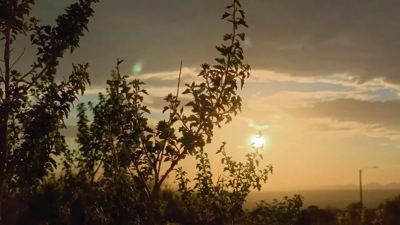 Cinematic Shot Of Branches Moving In The Wind With Golden Hour Sunset Desert Sun In Background