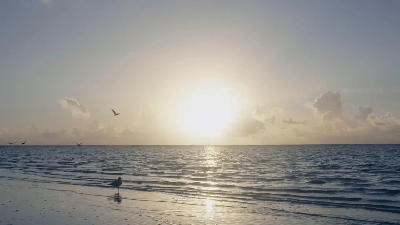 beach sunrise on sandy shore with pelican silhouettes flying by