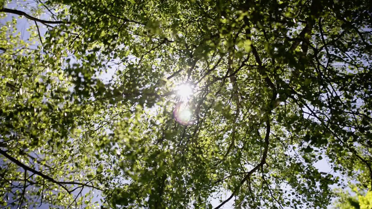 Sun peeking through lush green leaves on a deciduous tree